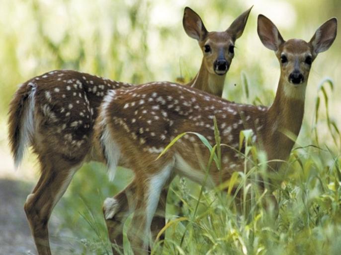 60 percent reduction in wildlife; Life survival threatens | वनà¥à¤¯à¤à¥à¤µà¤¾à¤à¤à¥à¤¯à¤¾ सà¤à¤à¥à¤¯à¥à¤¤ ६० à¤à¤à¥à¤à¥ à¤à¤; सà¤à¥à¤µà¤¸à¥à¤·à¥à¤à¥à¤à¥ à¤
सà¥à¤¤à¤¿à¤¤à¥à¤µ धà¥à¤à¥à¤¯à¤¾à¤¤