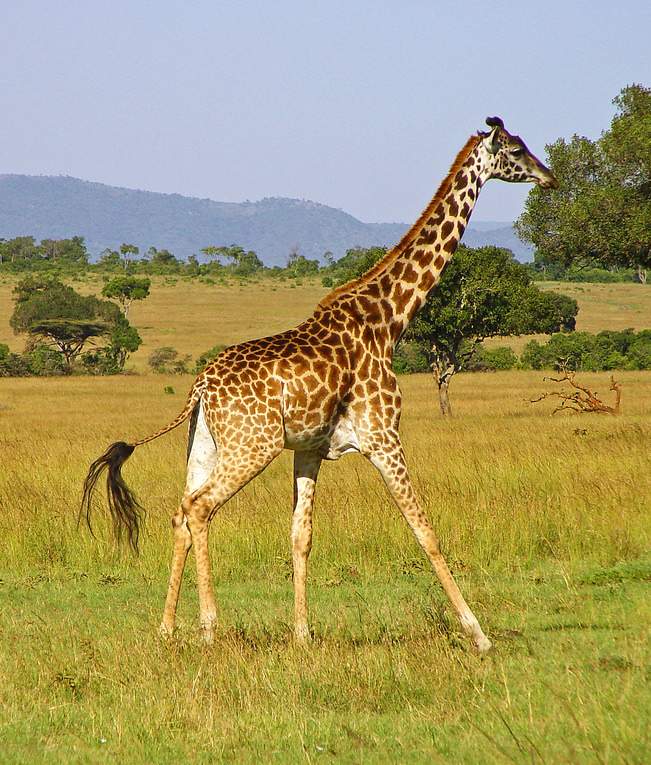 World Giraffe Day Special) Tallest Terrestrial Animal | Little Planet  Foundation | Non-Profit Organization for Wildlife & Nature | Wildlife  Photography by Aryaman Darda