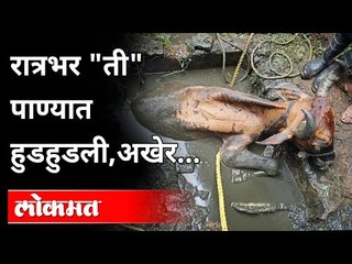 कल्याणात चेंबरमध्ये अडकली गाय | फायर ब्रिगेडने वाचवला जीव | Cow Stuck In Drainage | KDMC News - Marathi News | | Latest kalyan-dombivli News at Lokmat.com