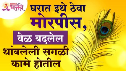 घरात मोरपीस कुठे ठेवल्यावर थांबलेली सगळी कामे होतील? Peacock Feathers | Vastushastra tips for home - Marathi News | | Latest bhakti News at Lokmat.com