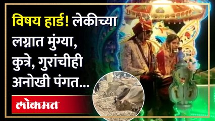 गुरांना कुटार, कुत्र्यांना पोळ्या, मुंग्यांना साखर.. शेतकऱ्याने मुलीच्या लग्नात काय केलं पाहा.. HA4 - Marathi News | | Latest inspirational News at Lokmat.com