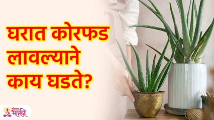 कोरफड घरात लावणे शुभ की अशुभ? | Aloe Vera Vastu Shastra Tips in Marathi | KA3 - Marathi News | | Latest bhakti News at Lokmat.com