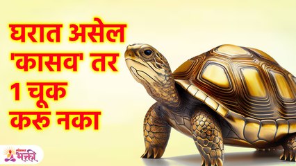 घरात कासव असेल तर 'ही' चूक करू नका, अन्यथा मोठ्या समस्येला सामोरे जाल | Vastu tips in Marathi | SG3 - Marathi News | | Latest bhakti News at Lokmat.com