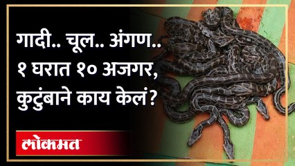१ घरात सापडले १० अजगर, पुढे काय घडलं? 10 Python Snake Found in Amravati | Viral Video | HA4 - Marathi News | | Latest social-viral News at Lokmat.com