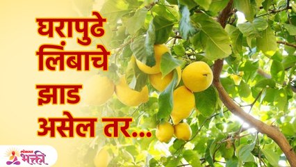 घरापुढे लिंबाचे झाड असणे शुभ-अशुभ.. बघा घरात काय काय घडू शकते Lemon Tree is Good or Bad | SG3 - Marathi News | | Latest bhakti News at Lokmat.com