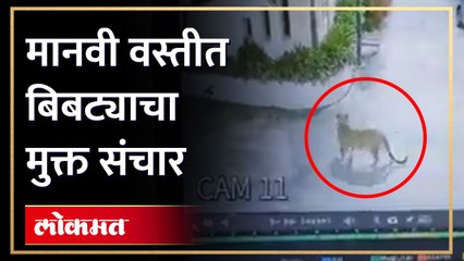 बिबट्याचा मुक्त संचार परिसरातील नागरिक भयभीत बिबट्या सीसीटीव्ही कॅमेरात कैद - Marathi News | | Latest nashik News at Lokmat.com