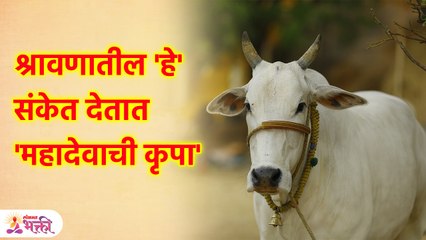 श्रावणातील 'हे' संकेत देतात 'महादेवाची कृपा' | Mahadev Blessings in Shravan 2023 | SG3 - Marathi News | | Latest bhakti News at Lokmat.com