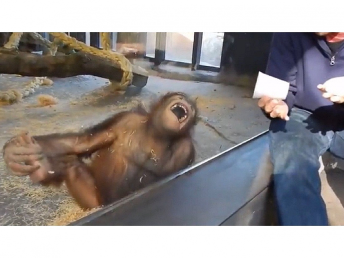 आबरा का डाबरा! ग्लासातून फळ गायब होताच हसु लागला चिंपाझी, जादू पाहताच हसुन  पुरेवाट - Marathi News | chimpanzee laughing after seeing magic funny video  goes viral | Latest social-viral ...