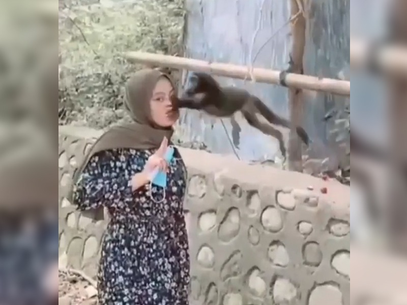 मोठ्या ऐटीत तोंडाचं पाऊटं करुन माकडासोबत फोटो काढत होती, माकडानं केला असा  हल्ला की... - Marathi News | girl clicking photo with monkey doing pout  monkey attacks girl funny video goes ...