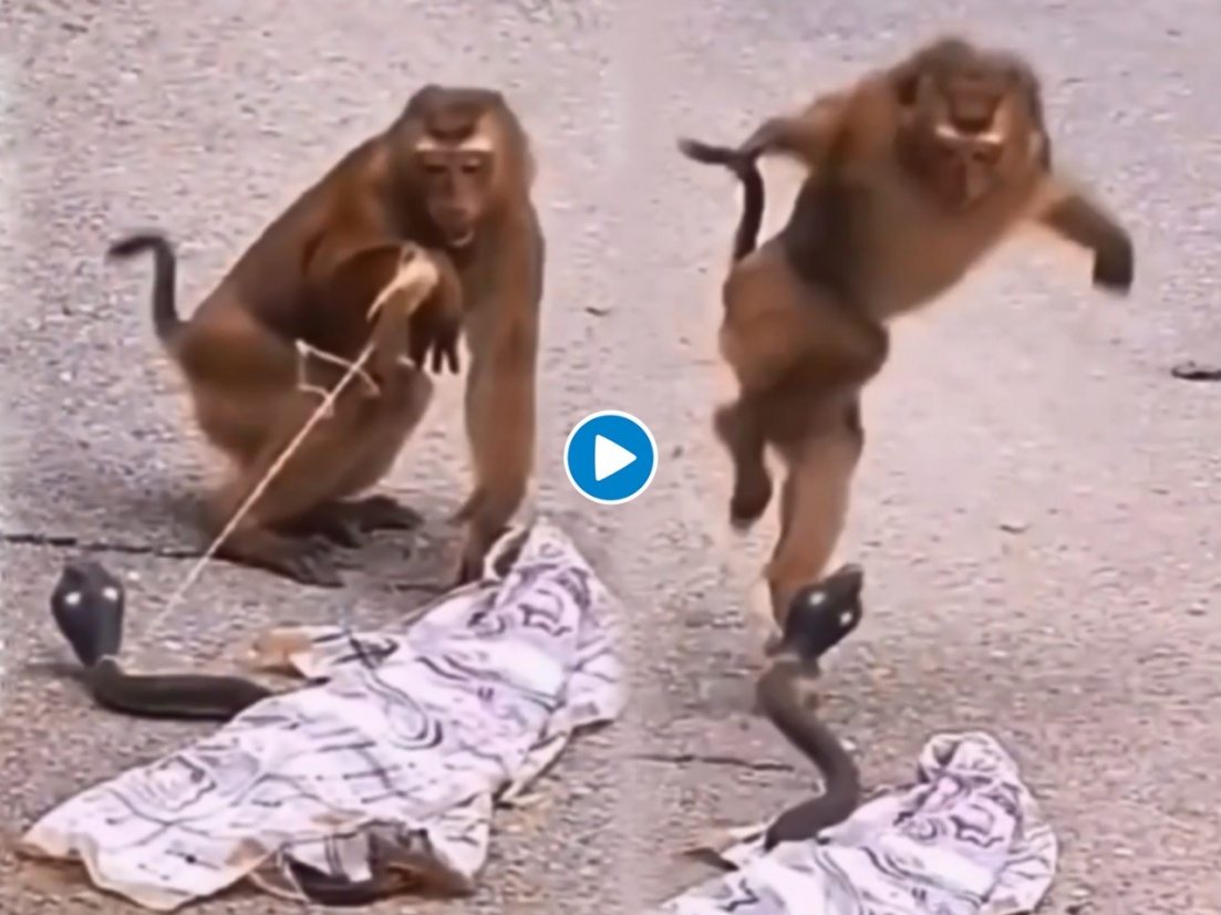 खोटा साप बघुन माकडानं केली अशी नाटकं की तुम्ही पोट धरुन हसाल - Marathi News  | monkey gets scared of snake prank funny video goes viral | Latest  social-viral News at 