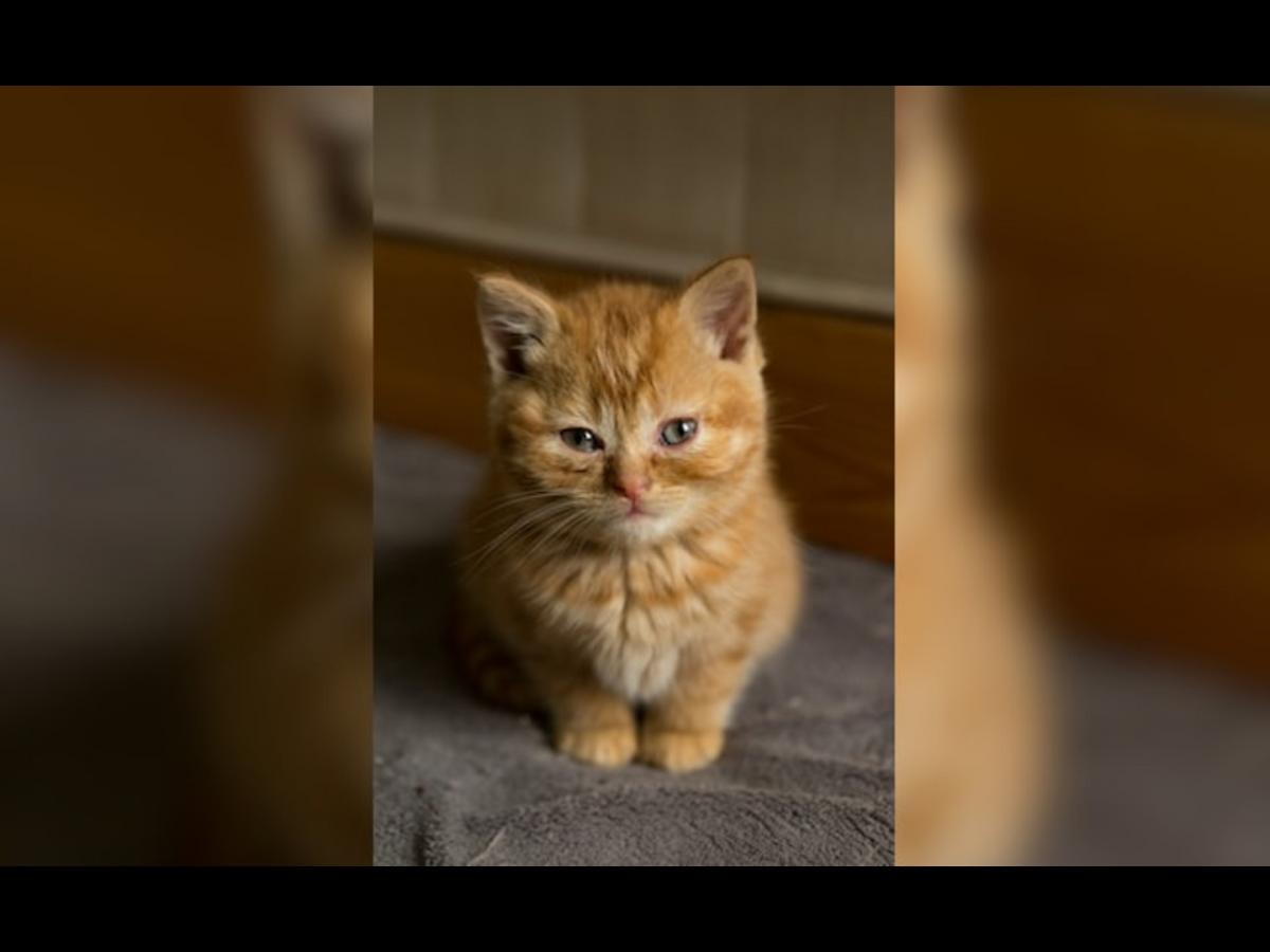 मांजरीच्या चुकीमुळे घरात लागली आग, लाखो रूपयांचं झालं नुकसान