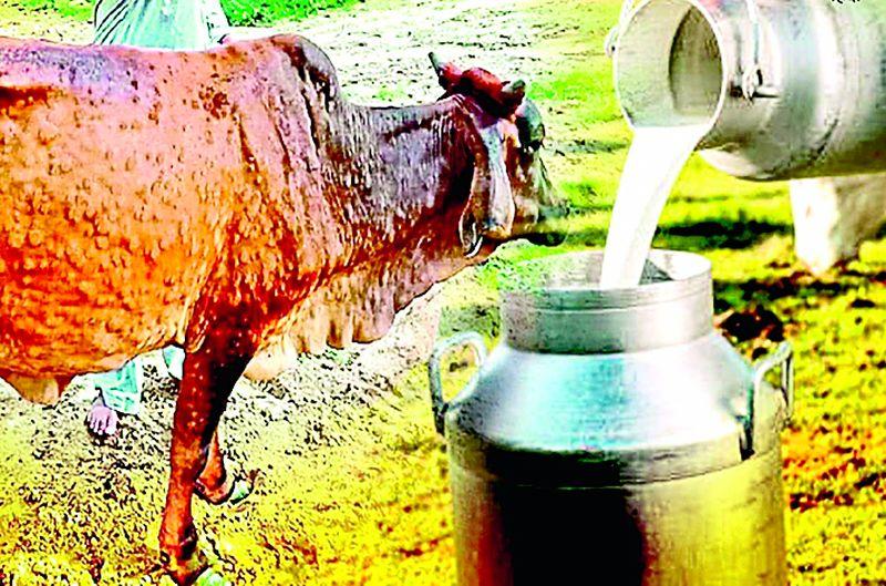 बिनधास्त प्या आता गाईचे शुद्ध दूध; ‘लम्पी’चा संकलनावर परिणाम नाहीच