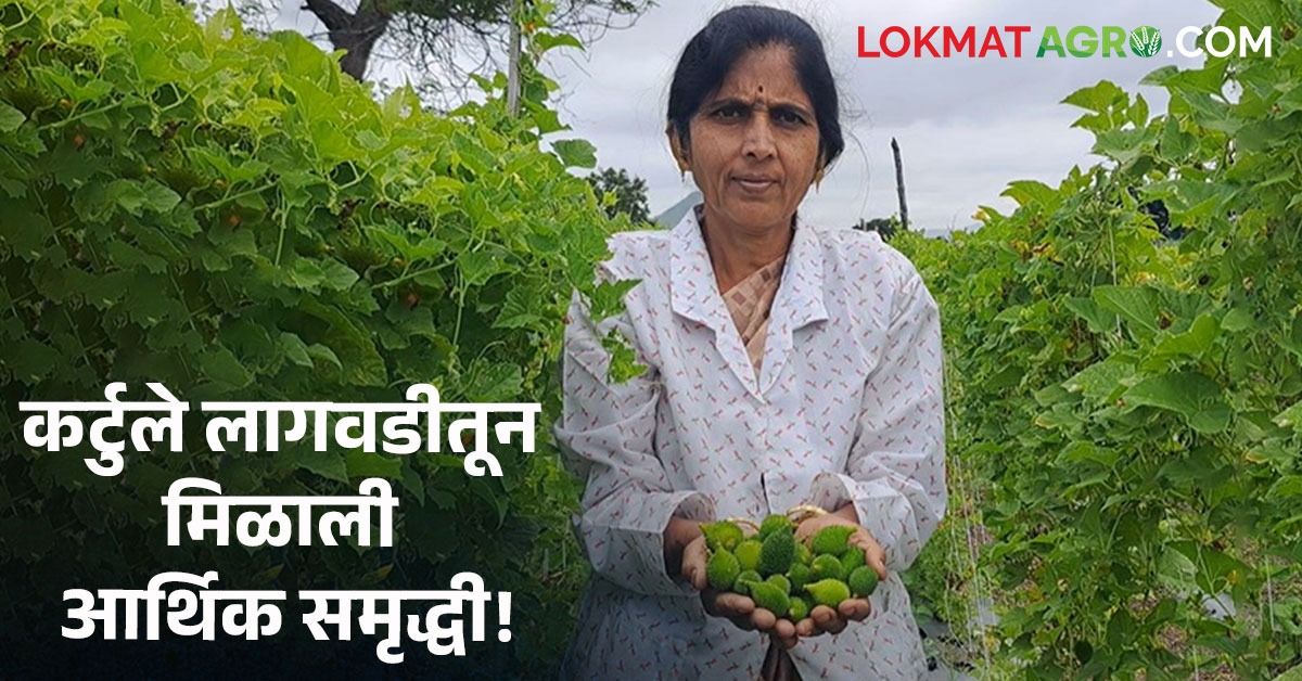 Women Farmer : सलाम! अर्ध्या एकरात कर्टुले लागवड, गांडूळ खत निर्मितीतून ...