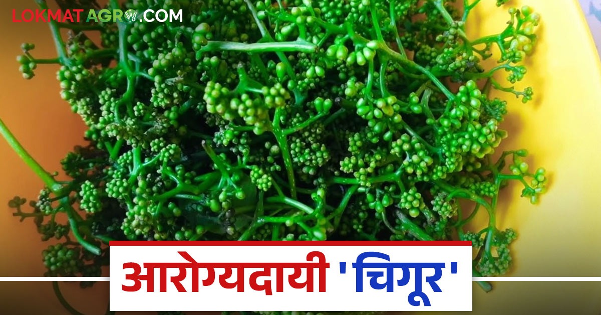 वर्षातून एकदाच मिळणारा गुणकारी आतड्यांची ताकद वाढविणारा दुर्मिळ 'चिगूर ...