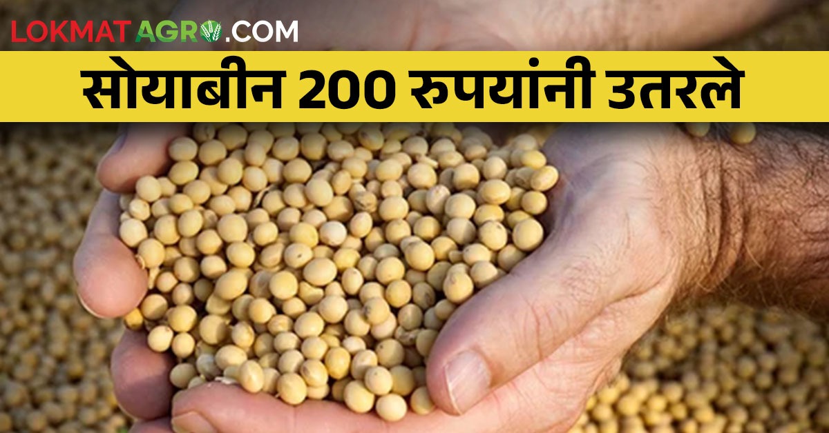 सोयाबीनचा दर दोनशे रुपयांनी उतरला; किती मिळतोय भाव? The price of