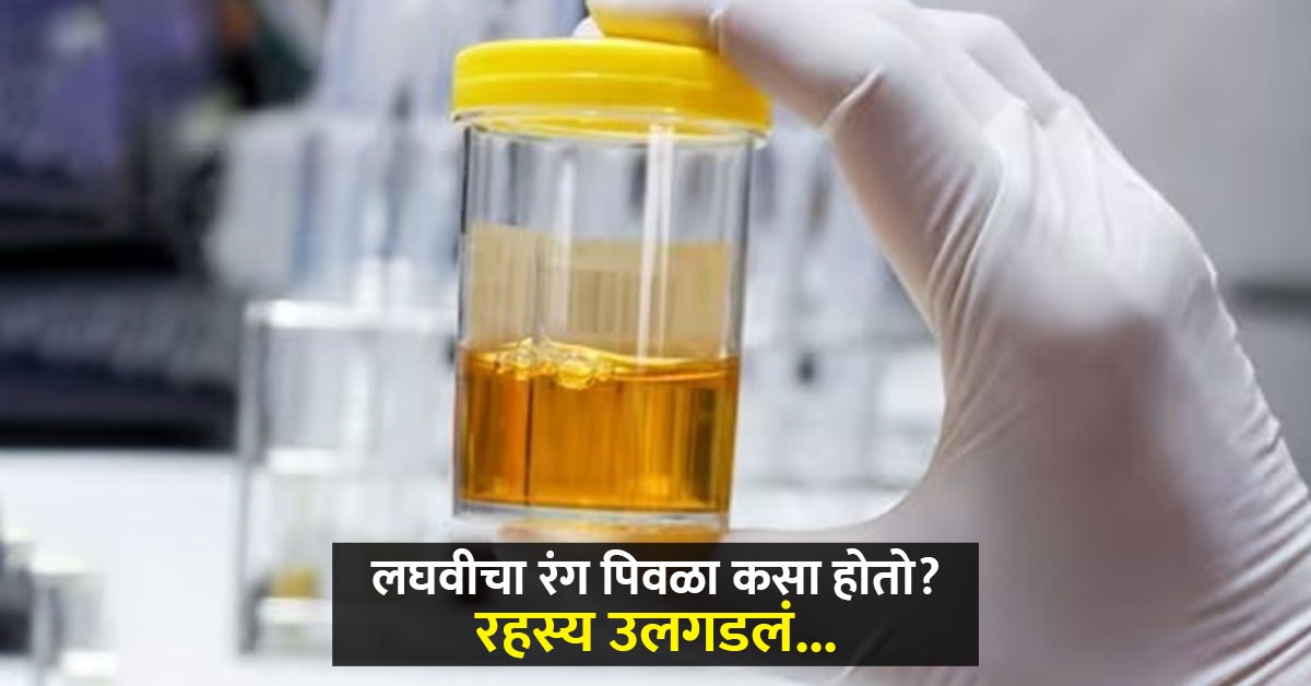 लघवीचा रंग पिवळा कसा होतो? अनेक वर्षांपासून वैज्ञानिक शोत होते उत्तर