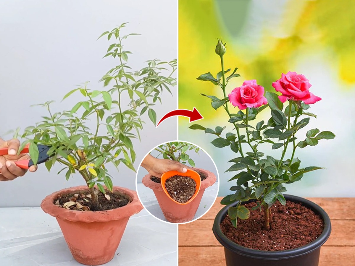 गुलाबाची छाटणी करण्याची परफेक्ट पद्धत, फुटेल नवी पालवी रोपाला येतील फुलंच फुलं.. Marathi News