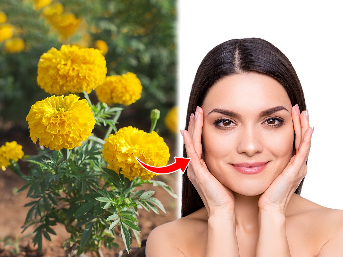 कमी वयात चेहऱ्यावर सुरकुत्या? झेंडूच्या फुलाचा असा करा वापर, त्वचा