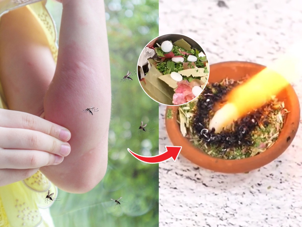 रात्री डास चावल्याने सतत झोपमोड होते? डासांना पळवून लावण्यासाठी १ सोपा