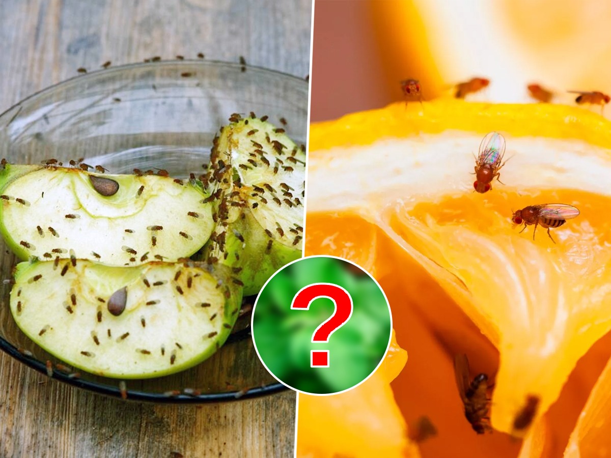 पावसाळ्यात घरभर चिलटं झाल्याने हैराण झालात? ५ सोपे उपाय, चिलटांचा ...