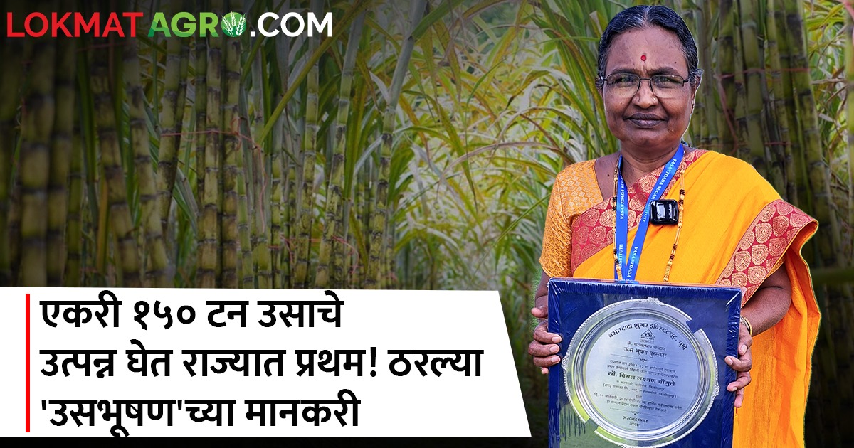 एकरी १५० टन उसाचे उत्पन्न घेत राज्यात प्रथम येणाऱ्या विमल चौगुले कोण आहेत Marathi News Who