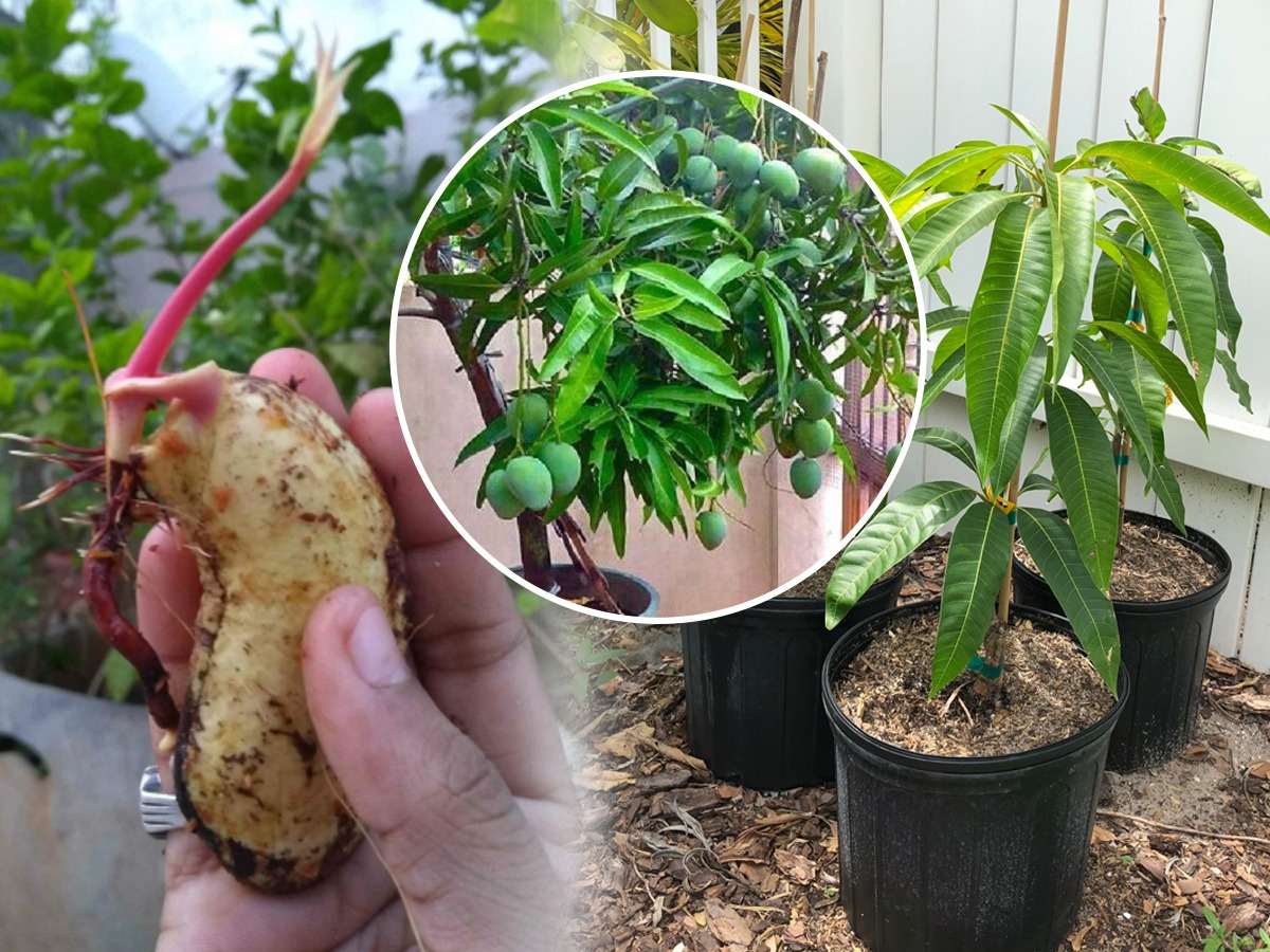 How To Plant Mangos At Home घरातल्या कुंडीत लावता येईल का आंब्याचं