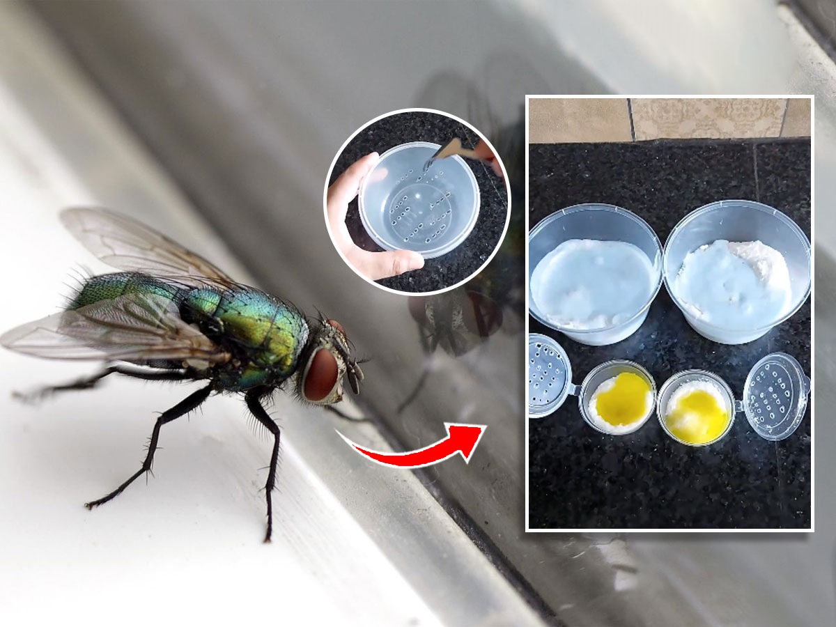 पावसाळ्यात घरभर माश्या घोंघावतात? १ सोपा उपाय, माश्या आणि त्रास होईल