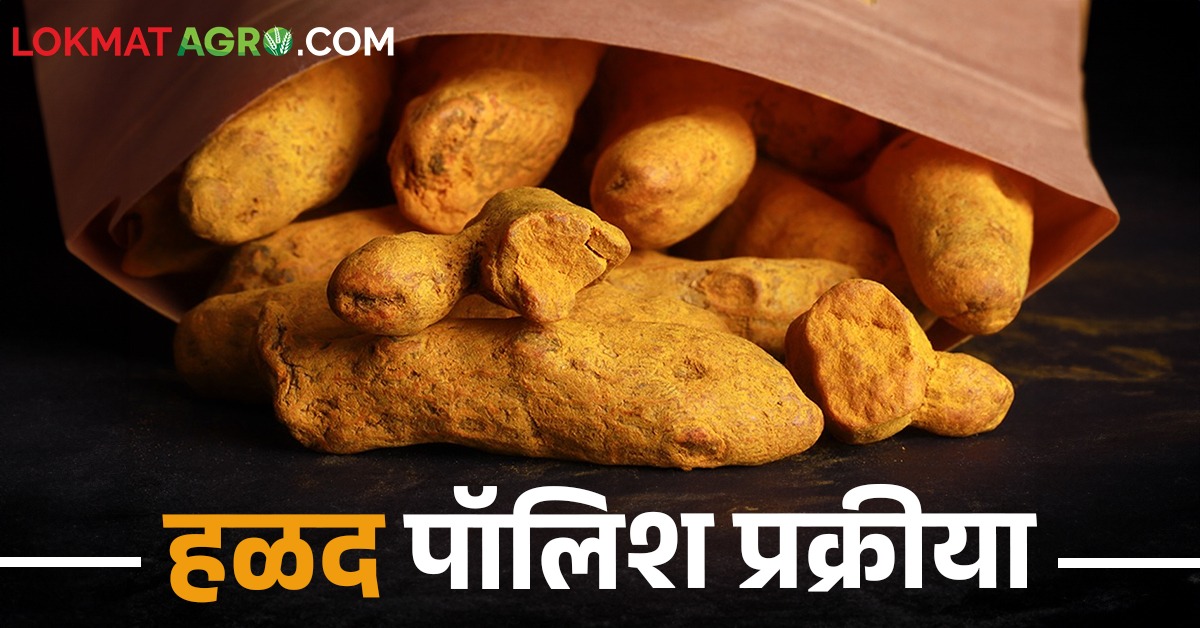 Photostory हळदीवर पॉलिश केल्याने भावावर पडतो फरक, कशी करतात ही