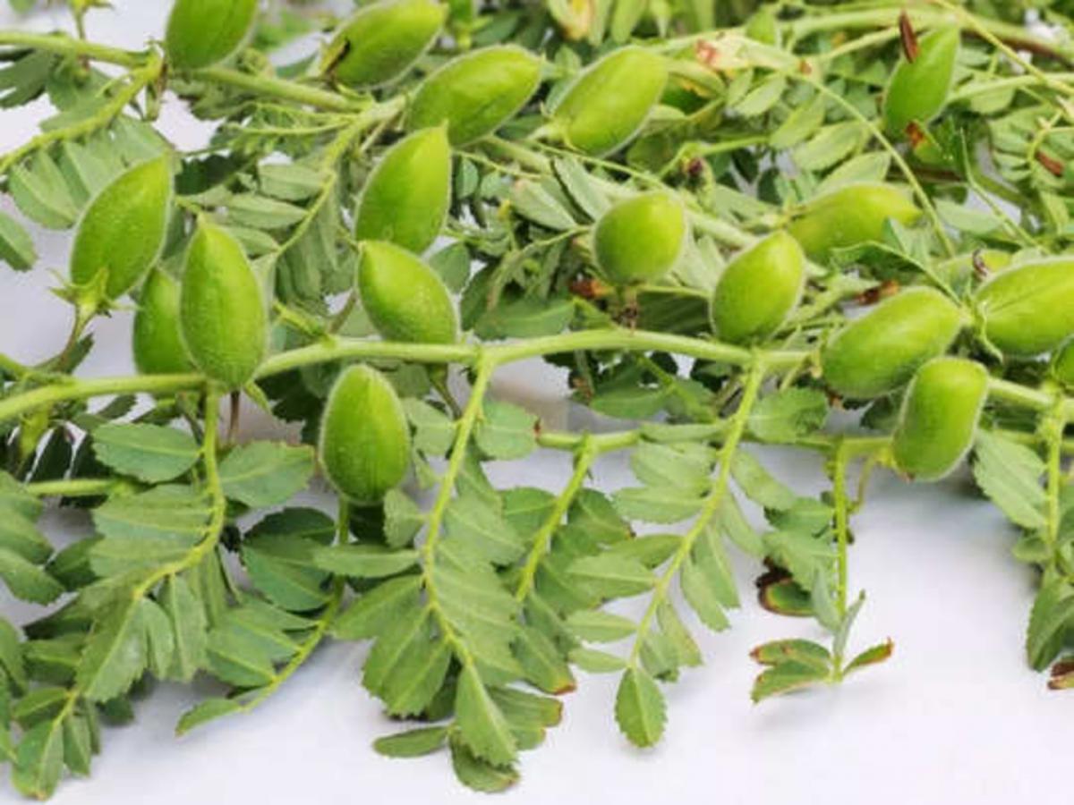 हिरव्या चण्याने अनेक गंभीर समस्या होतात दूर, आरोग्याला होतात अनेक फायदे