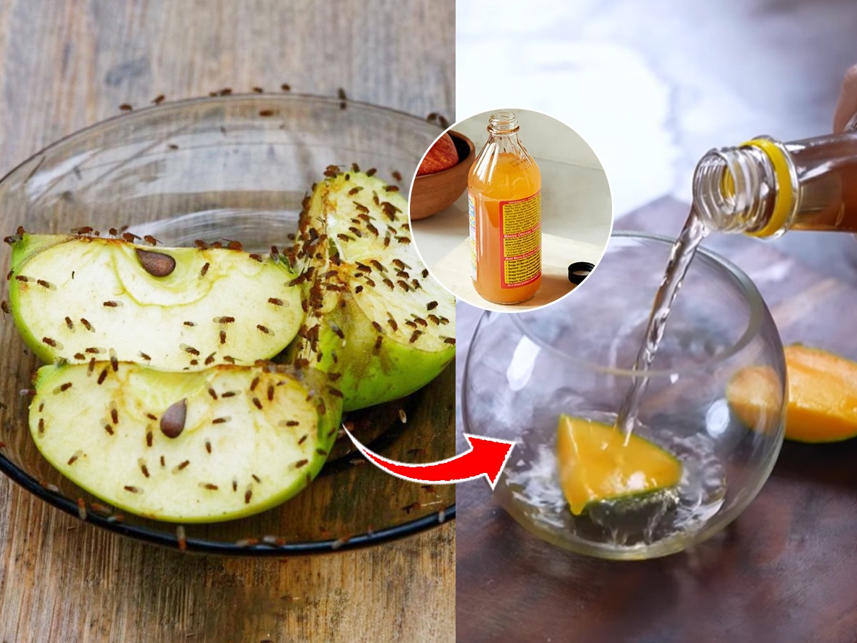 Global Fly Control Pesticides Market Demand & Forecast Analysis, 2018-2034