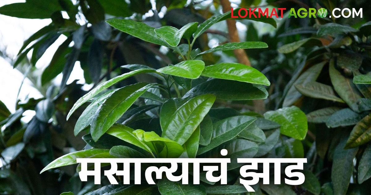 All Spice Tree : एकाच झाडाच्या पानामध्ये अनेक मसाल्यांचा स्वाद, जाणून ...