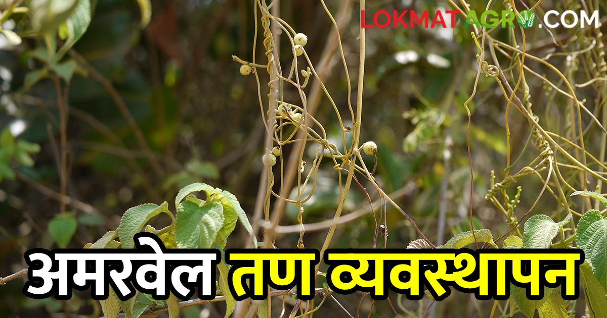 Crop Management : अमरवेलचा बंदोबस्त कसा कराल, 'हे' दोन उपाय ठरतील ...
