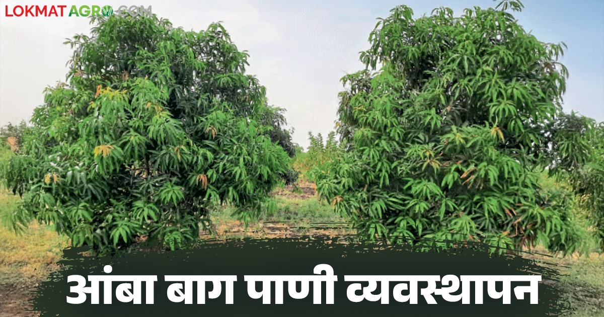 Manabe Mango Amba Bag Management : आंबा बाग किंवा नवीन कलमांना पाणी व्यवस्थापन कसे ...