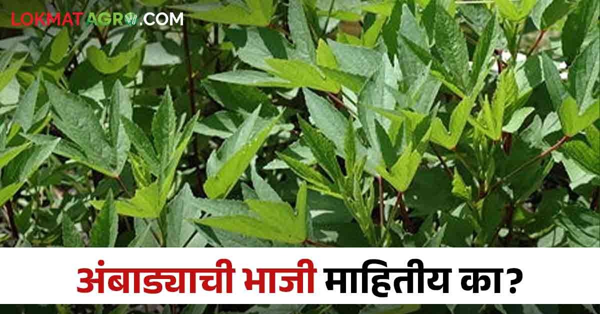 Ambadichi Bhaji : वर्ध्याच्या शेतकऱ्याची सेंद्रिय अंबाडीची शेती, या ...