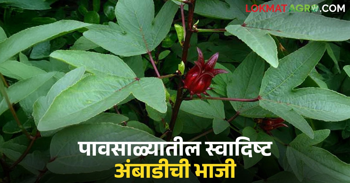 latest news Ambadi Bhaji Benefits read in details