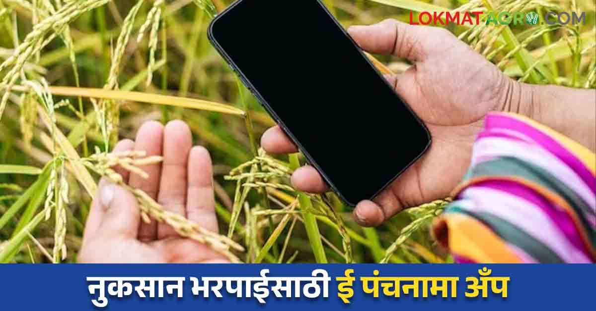 E Panchanama : नुकसानभरपाई एका आठवड्यात खात्यावर, आता नाशिकच्या ...