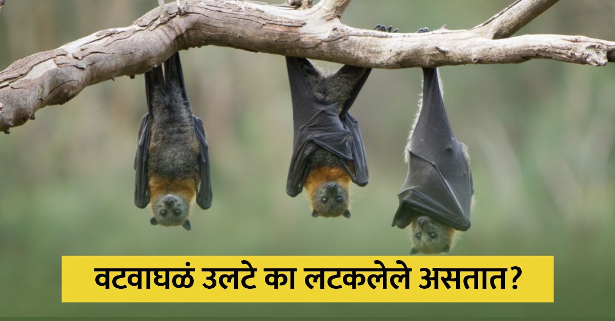 वटवाघळं उलटे का लटकतात? जाणून घ्या इंटरेस्टींग गोष्टी Marathi News Why do bats hang upside