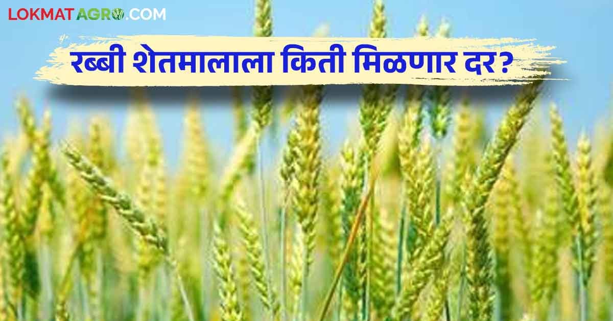 Rabi Crop : आत्ता लागवड केलेल्या गहू, हरभरा, करडई या रब्बी पिकांना किती ...