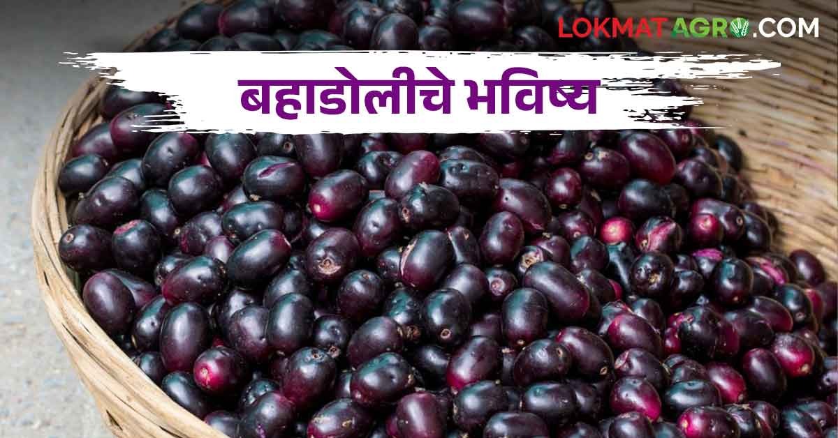 Bahadoli Jamun जगप्रसिद्ध बहाडोली जांभूळ अजून झाडावरच; हवामान बदलाचा ...