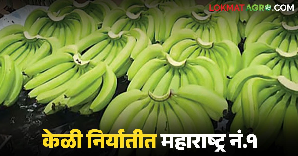 latest news Banana Export: Maharashtra's bananas are a big craze abroad ...