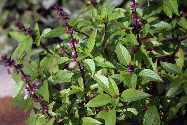 Basil Farming Business