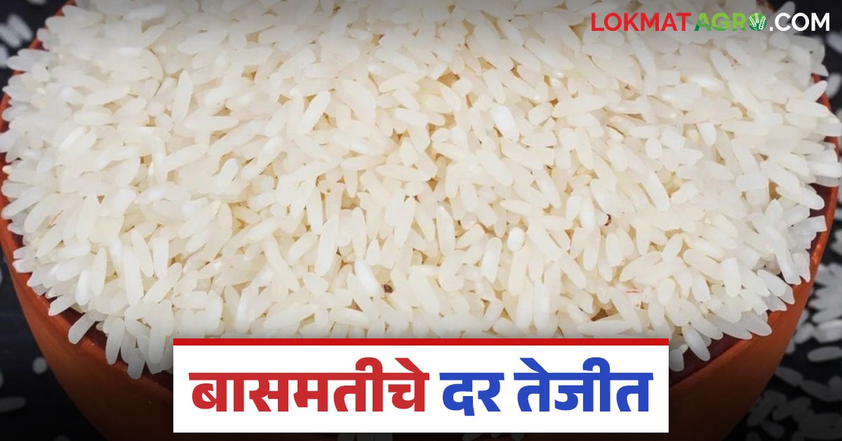 Demand Basmati Rice नवीन वर्षात बासमती तांदळाच्या मागणीत मोठी वाढ; वाचा कोणत्या तांदळाला ...