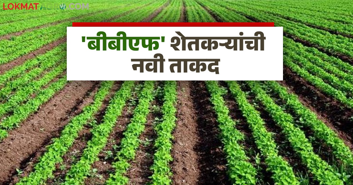 latest news BBF farmer's new strength read in details
