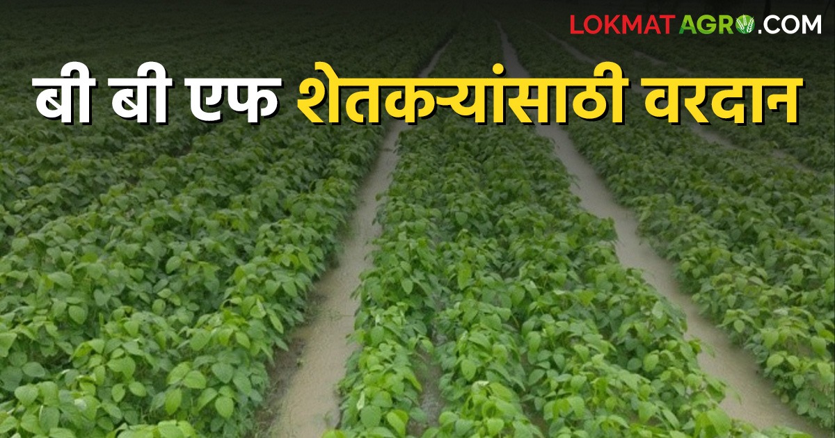 ढगफूटी होऊनही शेतात साचले नाही पाणी; बीबीएफ पद्धत शेतकरी बांधवांसाठी ...