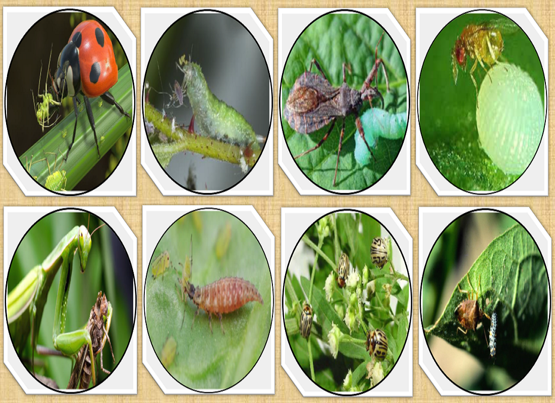 Science Hath Par Insect मित्र किडी ओळखा आणि पिकांना किडींपासून वाचवा | Identify friendly pests ...