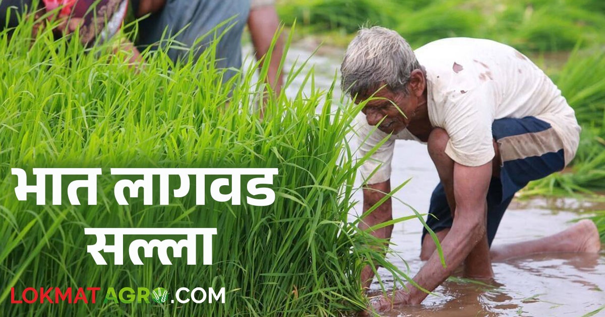 Bhat Method अतिवृष्टी झाली असेल तर भात लागवडीसाठी ही पद्धत ठरेल फायदेशीर; जाणून ...