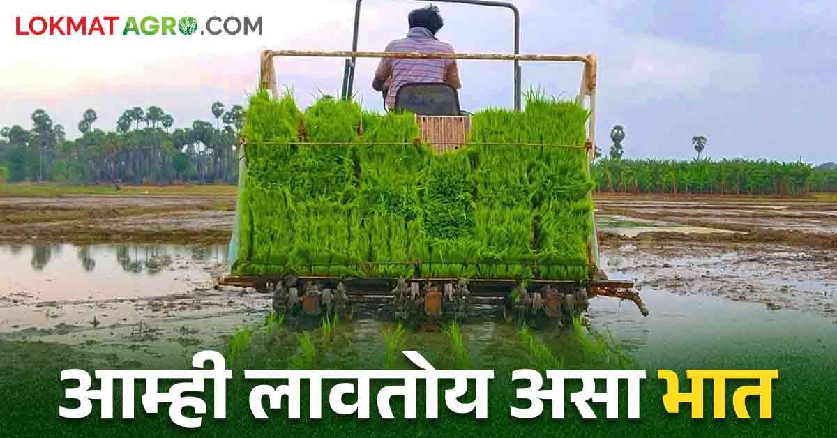 मजूर टंचाईवर केली मात या यंत्राच्या सहाय्याने लावतोय आम्ही भात | We are ...