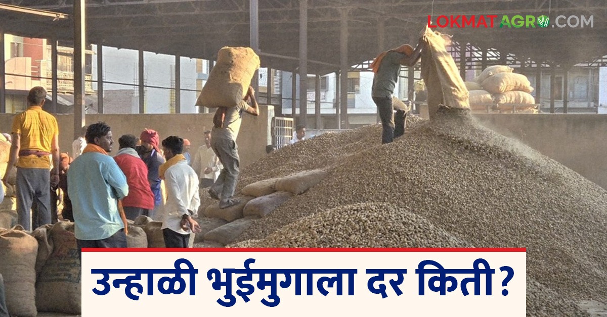 latest news Arrival of Bhuimug Shenga increased in Mondha market