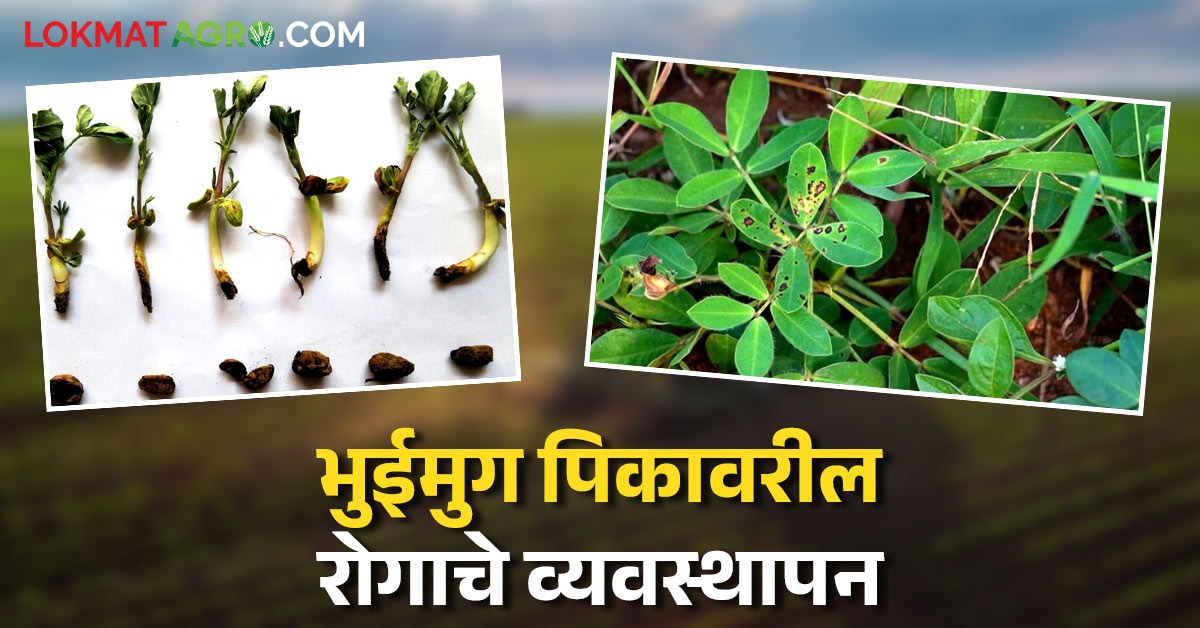 latest news Bhuimug Crop Management read in details