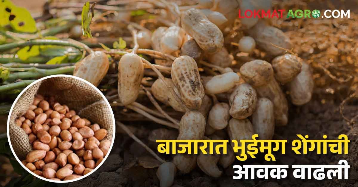 Groundnut Market बाजारात भुईमूग शेंगाची आवक वाढली; प्रतिक्विंटलचे दर ...